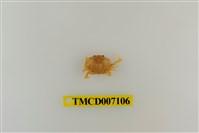 藏品(短刺伊氏蟹)的圖片